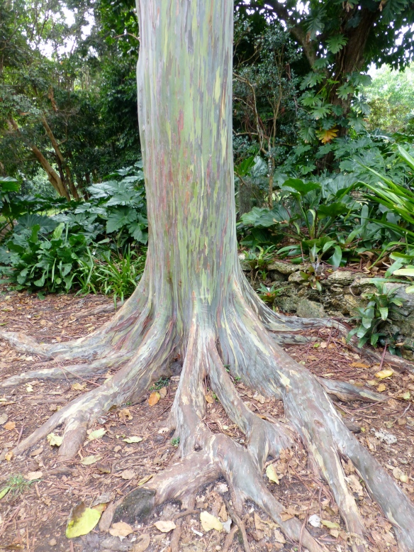 The base of a Rainbow Eucalyptus tree